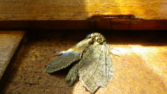 Spotting Image 1