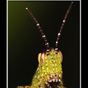 Grasshopper