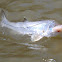 Common Snook