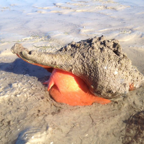 Florida horse conch Project Noah