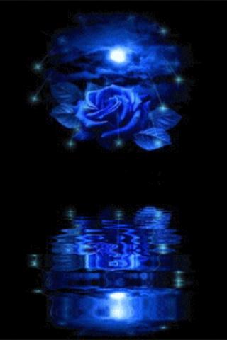 Blue Rose Reflected In Water L