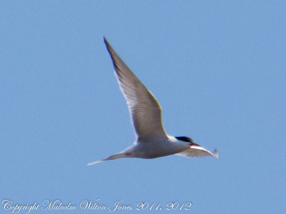 Spotting Image 1