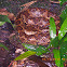 Central American Bushmaster