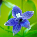 Larkspur