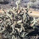 Diamond cholla
