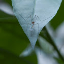 Crane Fly