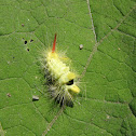 Caterpillar