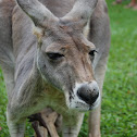 Red Kangaroo