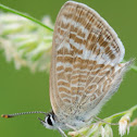 Peablue, Canela estriada