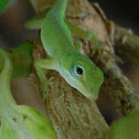 Carolina Anole (juvenile)