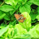 Bronze Copper
