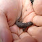 Eastern Fence Lizard