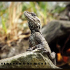 Kashmir Rock Agama
