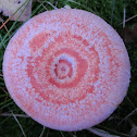 bearded milkcap