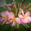 Plumeria
