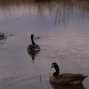 Geese