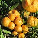 Fungi