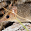 Red-cheeked Dunnart