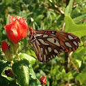 Gulf Fritillary