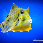 Yellow boxfish