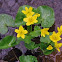 Marsh Marigold