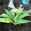 Artichoke Plant