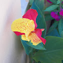 Red and Yellow Canna