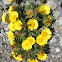 Margarita de mar. 