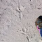 Emu tracks