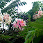 Java Cassia, Pink Shower