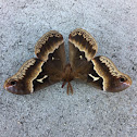Male Tulip Tree Silkmoth