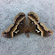 Male Tulip Tree Silkmoth