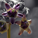 Crown flower