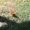 Butterfly: Gulf Fritillary