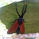 Spotted Oleander Wasp Moth