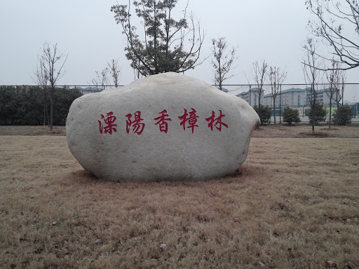 溧阳香樟林