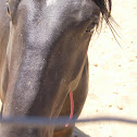 Wild Horses
