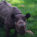 Black Rhino
