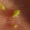 Pulgón Verde  / Rose Aphid