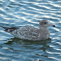 Western Gull (juvenile)
