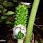 Jack-in-the Pulpit