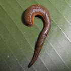 Leech