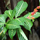 Sanchezia