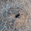 Ants