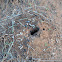 Ants