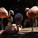 Greater Flamingo