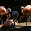 Greater Flamingo