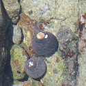 Hermit crabs