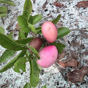 Gopher Apple