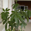 Malabar chestnut